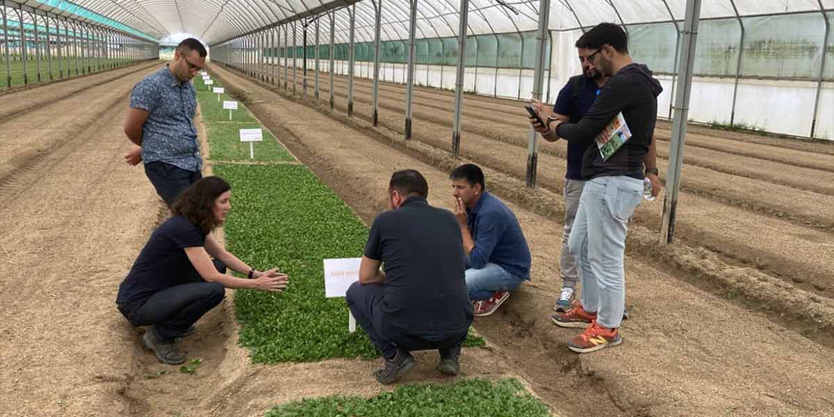 La valeriana si innova con varietà firmate Nunhems